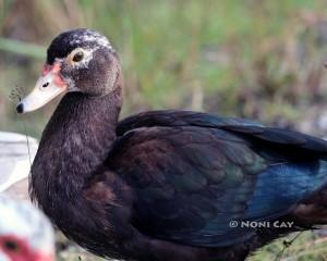 IMG_5957Muscovy