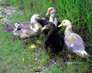 IMG_5968Muscovy