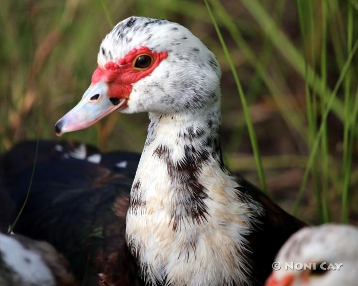 IMG_5971Muscovy