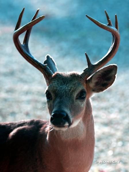 IMG_6259KeyDeerBuck