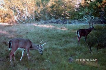 IMG_6285Rutting Season Ending