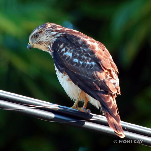 IMG_6303ImmatureRed-shoulderedHawk