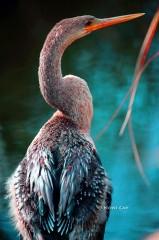 IMG_6491Anhinga