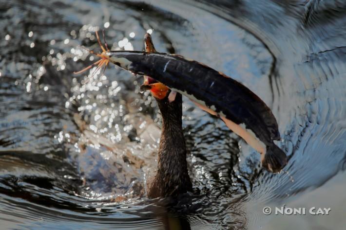 IMG_6528TheCormorantAndTheCatfish