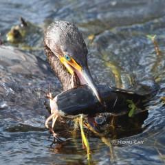 IMG_6545Double-crestreCormorant