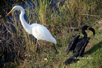 IMG_6611GreatEgret,Cormorant,Catfish