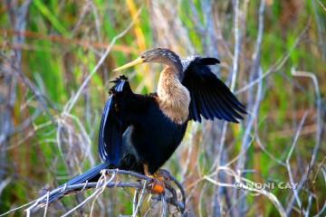 IMG_6644Anhinga