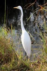 IMG_6651GreatEgret