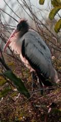 IMG_6653Woodstork