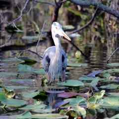 IMG_6656GreatBlue