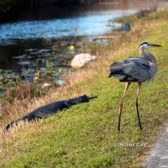 IMG_6659GreatBlueTeasesAlligator