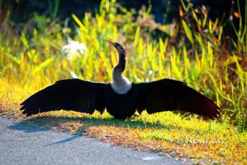 IMG_6671Anhinga