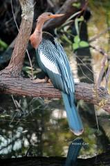 IMG_6677Anhinga