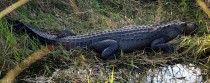 IMG_6704AmericanAlligator