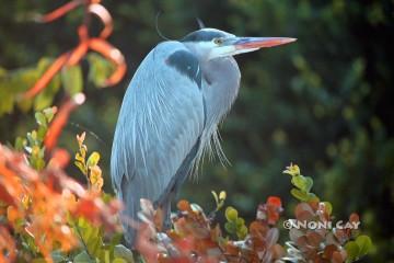 IMG_6708GreatBlueHeron