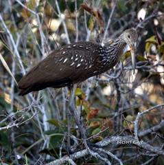 IMG_6729ImmatureLimpkin