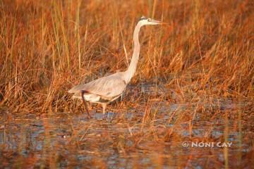 IMG_6752GreatBlueHeron