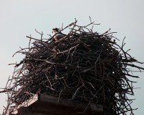 IMG_6847OspreyNest