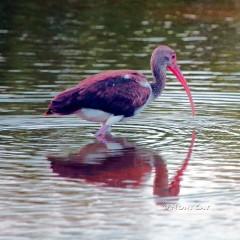 IMG_6924ImmatureIbis