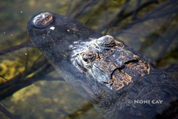 IMG_6968BlueHoleResidentAlligator