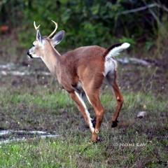 IMG_6976YoungBuck