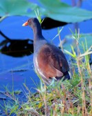 IMG_6992PurpleGallinuleFemale