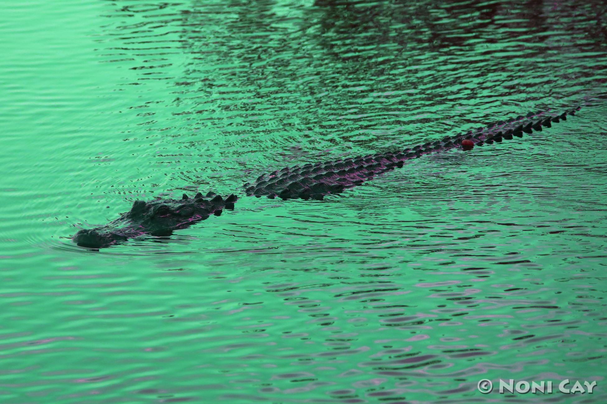 Blue Hole Resident Alligator Noni Cay Photography