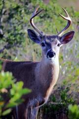 IMG_7123KeyDeerBuck