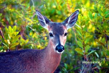 IMG_7149Doe