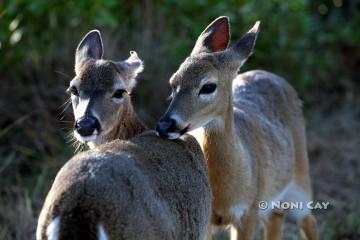 IMG_7183KeyDeer