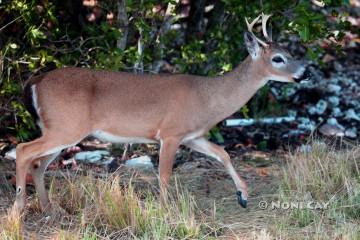 IMG_7191KeyDeerBuck