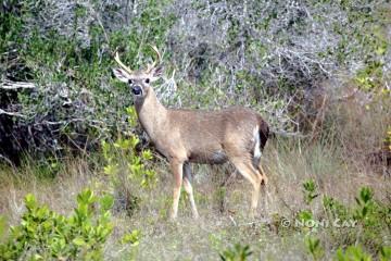 IMG_7203Key DeerBuck