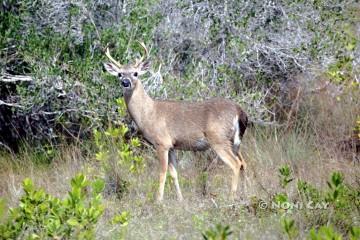 IMG_7203Key DeerBuck