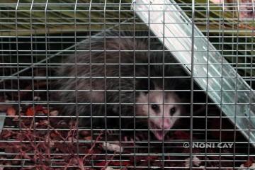 IMG_7207Opposum