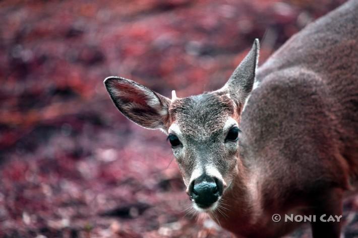 IMG_7235YoungBuck