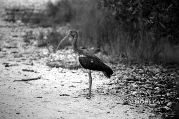 IMG_7257ImmatureIbis