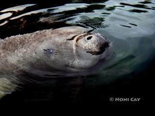 DSC03564Manatee