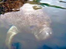 DSC03567manatee