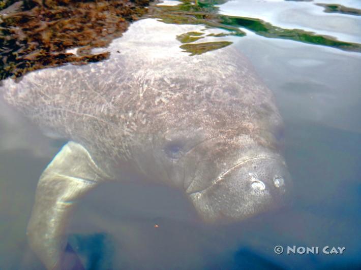 DSC03567manatee