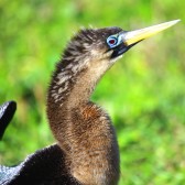 IMG_7324Anhinga