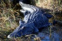 IMG_7400AmericanAlligator