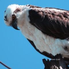 IMG_7499Osprey