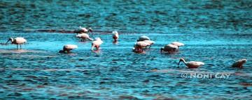 IMG_7505Ibises