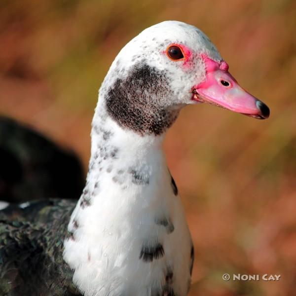 IMG_7553Muscovy