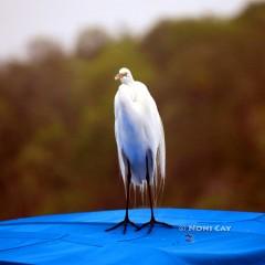 IMG_7578Egret