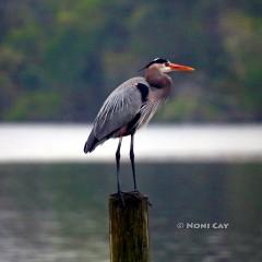 IMG_7606GreatBlueHeron