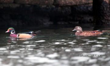 IMG_7646WoodsDucks