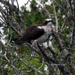 IMG_7735Osprey