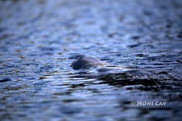 IMG_7927Nose of the Manatee