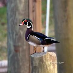 IMG_7952WoodDuck